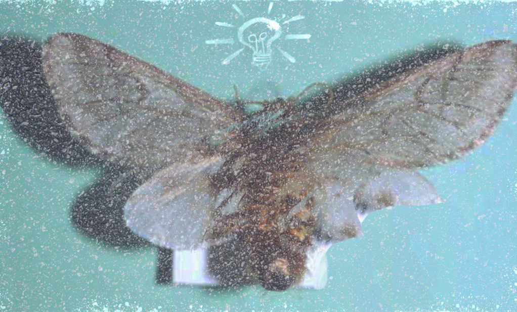 PLAYMAT MOTHMAN